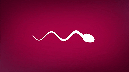 gif-mitos-sobre-sexo-e-gravidez-esperma